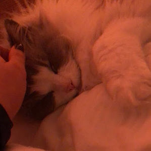 Meet your Posher, Cashel